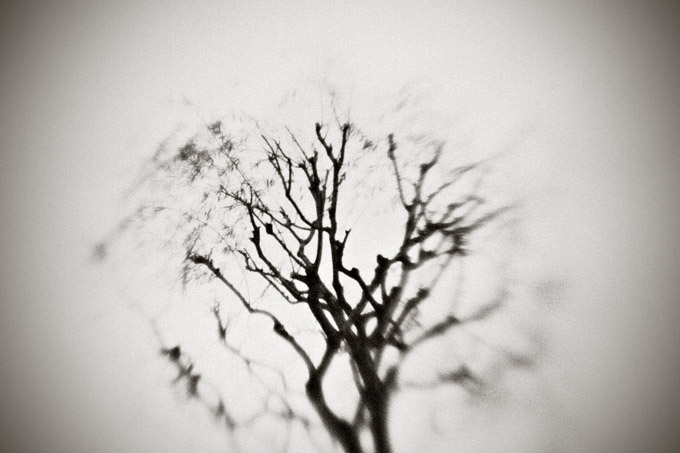 the_japanese_tree_reprise_copyright_2007_2008_luca_lacche