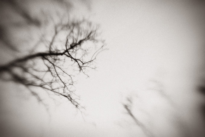 two_trees_copyright_2008_luca_lacche_