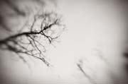 two_trees_copyright_2008_luca_lacche_