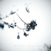 un_arbre_japonais_copyright_2007_2008_luca_lacche