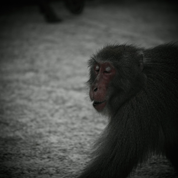the_japanese_haunting_copyright_2008_luca_lacche_135