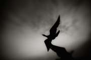 2010_works_copyright_2010_luca_lacche_014