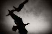 2010_works_copyright_2010_luca_lacche_016