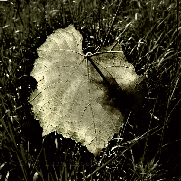 autunno_copyright_2007_2008_luca_lacche