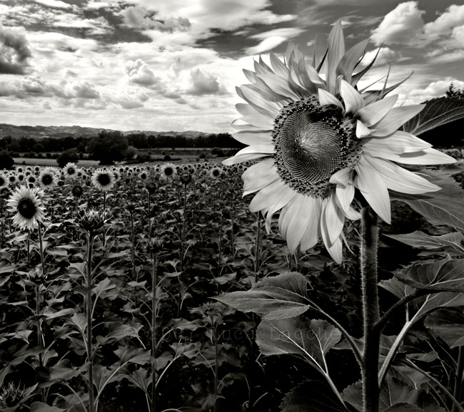 july_reprise_copyright_2007_2008_luca_lacche