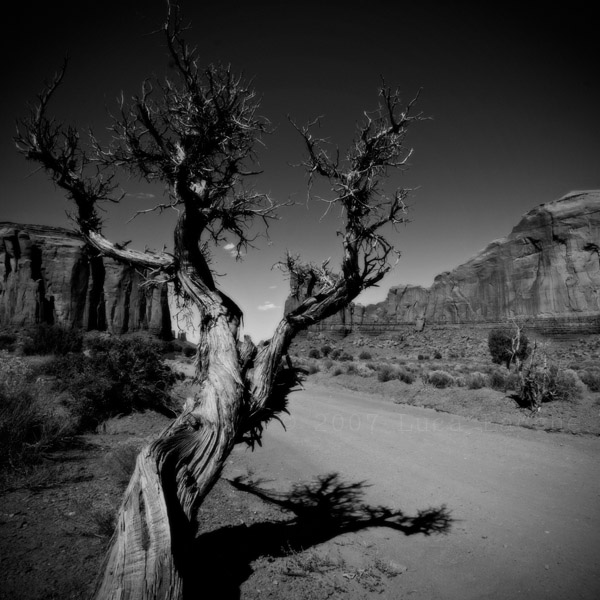 the_ghost_tree_part1_copyright_2007_2008_luca_lacche