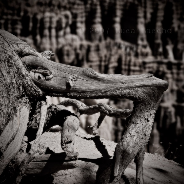 the_ghost_tree_part2_copyright_2007_2008_luca_lacchee