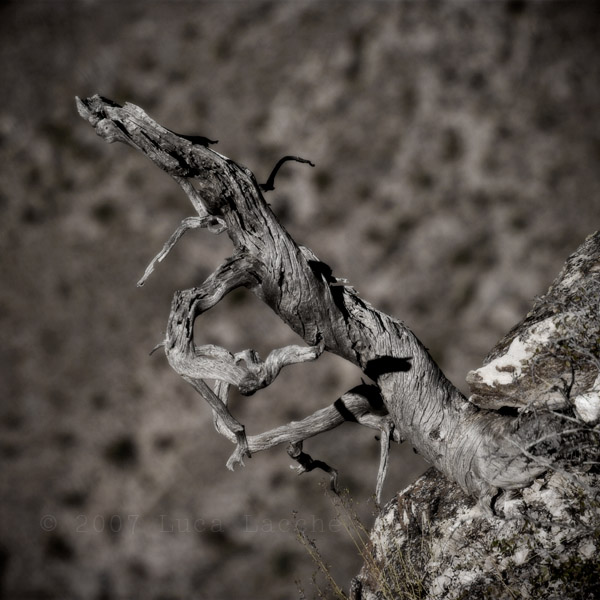 the_ghost_tree_part3_copyright_2007_2008_luca_lacche
