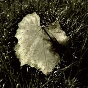 autunno_copyright_2007_2008_luca_lacche