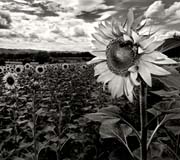 july_reprise_copyright_2007_2008_luca_lacche