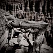 the_ghost_tree_part2_copyright_2007_2008_luca_lacchee
