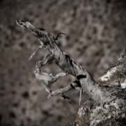 the_ghost_tree_part3_copyright_2007_2008_luca_lacche
