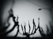 old_torino_copyright_2009_luca_lacche_010