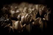 old_torino_copyright_2009_luca_lacche_019