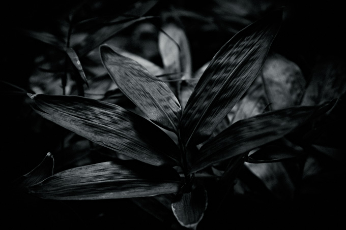 the_japanese_haunting_copyright_2008_luca_lacche_058