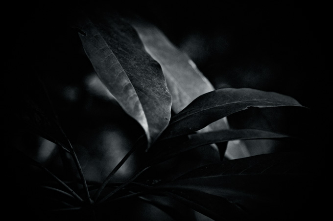 the_japanese_haunting_copyright_2008_luca_lacche_059