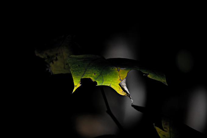 the_japanese_haunting_copyright_2008_luca_lacche_070