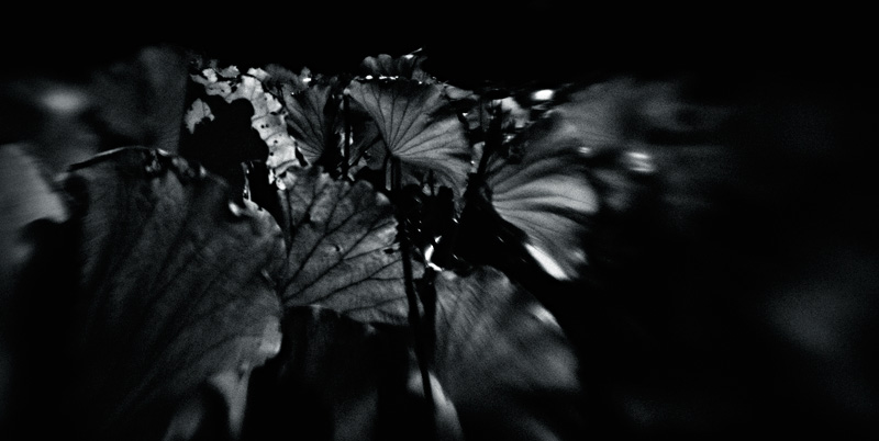 the_japanese_haunting_copyright_2008_luca_lacche_080
