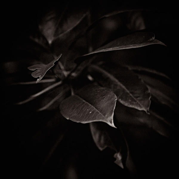 the_japanese_haunting_copyright_2008_luca_lacche_145