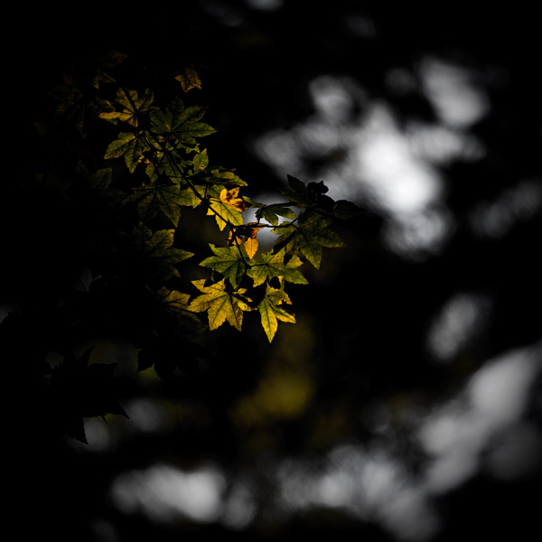 the_japanese_haunting_copyright_2008_luca_lacche_146