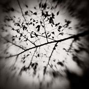 the_japanese_haunting_copyright_2008_luca_lacche_044