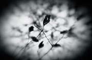 the_japanese_haunting_copyright_2008_luca_lacche_045