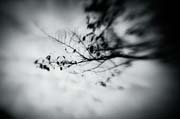 the_japanese_haunting_copyright_2008_luca_lacche_048
