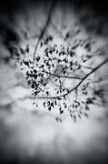 the_japanese_haunting_copyright_2008_luca_lacche_049