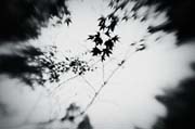 the_japanese_haunting_copyright_2008_luca_lacche_053