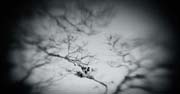 the_japanese_haunting_copyright_2008_luca_lacche_054