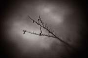the_japanese_haunting_copyright_2008_luca_lacche_055