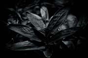 the_japanese_haunting_copyright_2008_luca_lacche_058