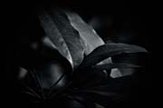 the_japanese_haunting_copyright_2008_luca_lacche_059