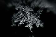 the_japanese_haunting_copyright_2008_luca_lacche_066