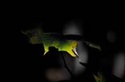 the_japanese_haunting_copyright_2008_luca_lacche_070
