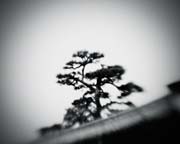 the_japanese_haunting_copyright_2008_luca_lacche_071