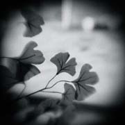 the_japanese_haunting_copyright_2008_luca_lacche_078
