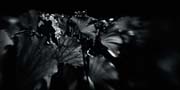 the_japanese_haunting_copyright_2008_luca_lacche_080