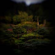 the_japanese_haunting_copyright_2008_luca_lacche_086