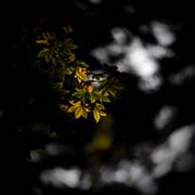 the_japanese_haunting_copyright_2008_luca_lacche_146