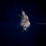 the_japanese_haunting_copyright_2008_luca_lacche_147
