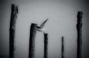 veneziana_copyright_2009_luca_lacche_010