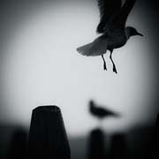 veneziana_copyright_2009_luca_lacche_015