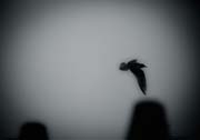 veneziana_copyright_2009_luca_lacche_036 (1)