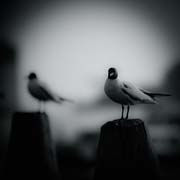 veneziana_copyright_2009_luca_lacche_037 (1)