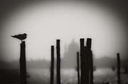 veneziana_revisited_copyright_2010_luca_lacche_019
