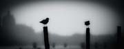 veneziana_revisited_copyright_2010_luca_lacche_069